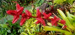 Hohenbergia
