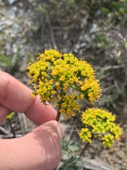 Lomatium parvifolium