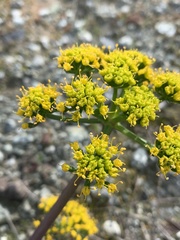 Lomatium parvifolium