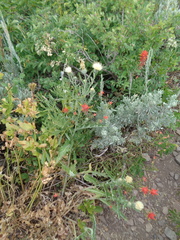 Cirsium pulcherrimum
