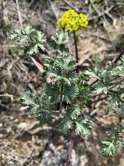 Lomatium parvifolium