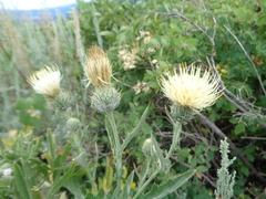 Cirsium pulcherrimum