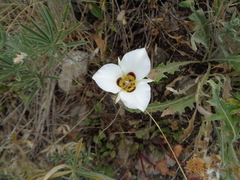 Calochortus bruneaunis