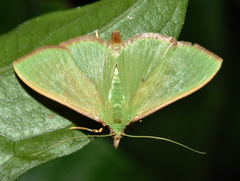 Parotis baldersalis