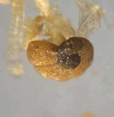 Polystomammina nitida
