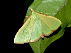Parotis baldersalis