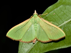 Parotis baldersalis
