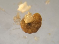 Polystomammina nitida