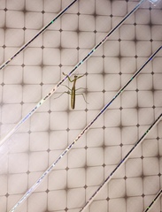 Polyspilota aeruginosa