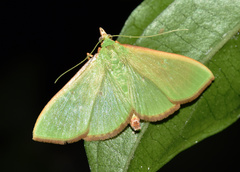 Parotis baldersalis