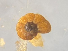 Polystomammina nitida