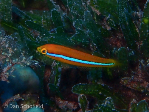 Yellowhead Wrasse