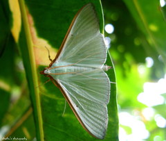 Stemorrhages oceanitis