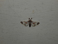 Neoleucinodes