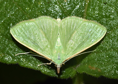 Parotis baldersalis