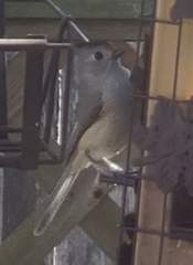 Baeolophus bicolor × atricristatus