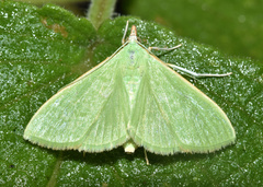 Parotis baldersalis