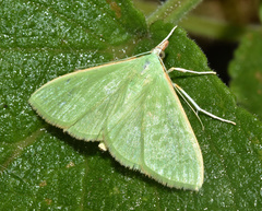 Parotis baldersalis
