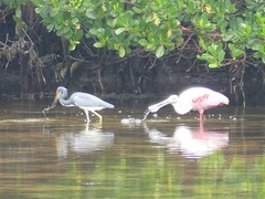 Egretta tricolor image