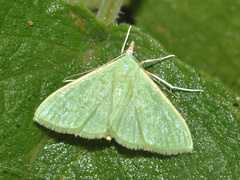 Parotis baldersalis