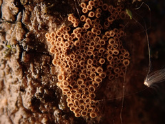 Merismodes anomala