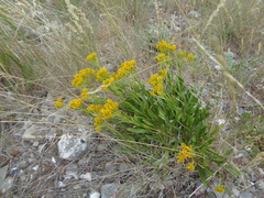 Petradoria pumila