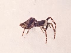 Cyclosa oculata