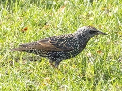 Sturnus vulgaris