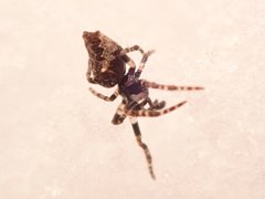 Cyclosa oculata