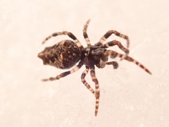 Cyclosa oculata