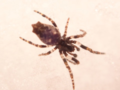 Cyclosa oculata