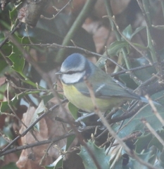 Cyanistes caeruleus