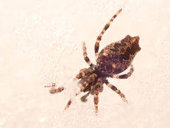 Cyclosa oculata