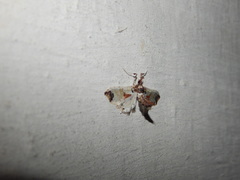 Neoleucinodes