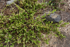 Patellifolia procumbens