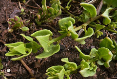 Patellifolia procumbens