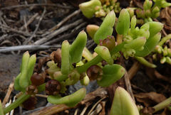 Patellifolia procumbens