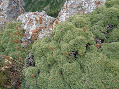 Petrophytum caespitosum caespitosum