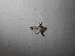 Neoleucinodes