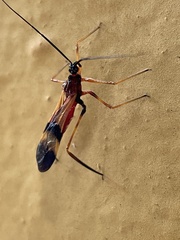 Hiranetis braconiformis