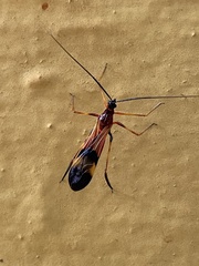 Hiranetis braconiformis