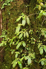 Fieldia australis