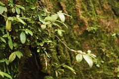 Fieldia australis