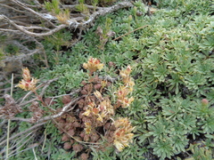 Sedum debile