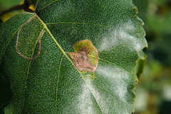 Agromyza alnibetulae