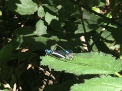 Zoniagrion exclamationis