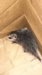 Didelphis marsupialis