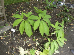 Sauromatum venosum
