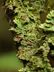 Pseudocyphellaria glabra