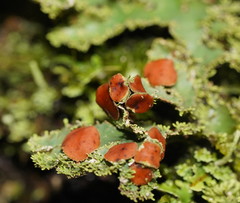 Pseudocyphellaria glabra